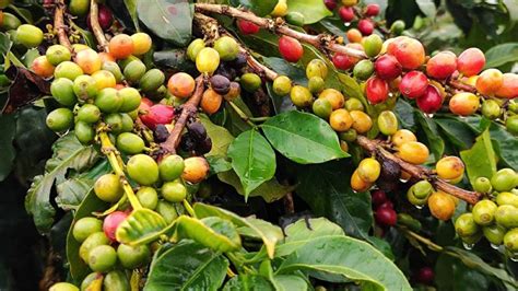 coffee farm in batangas|Sinsay: Coffee & Farm .